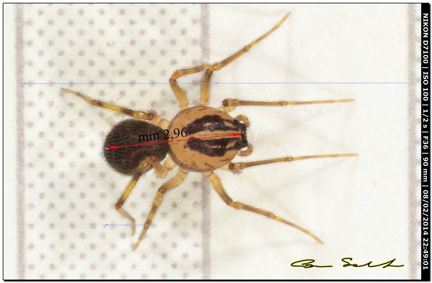 Scytodes velutina - Alghero (SS)